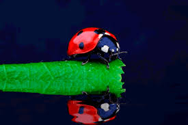 See more ideas about good morning gif, good morning, good morning greetings. Ladybug Gifs Animated Images Of A Beetle For Good Luck