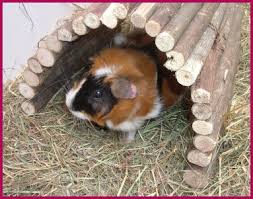 guinea pig toys home comforts