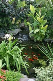 7 Tips For Planting Pond Plants Around