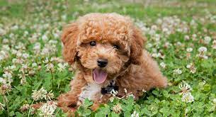 small poodle mi 22 adorable curly