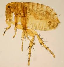 types of fleas in new zealand ajet