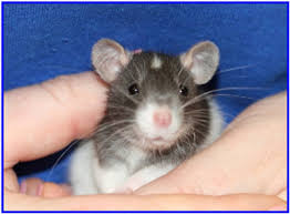 Baby Rat Growth Pictures Of The Pinkies Rattie World O
