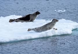 harp seal facts cute baby seals