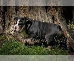 English bulldog, 11 months old, lying in front of white background. Puppyfinder Com English Bulldog Puppies Puppies For Sale Near Me In North Carolina Usa Page 1 Displays 10