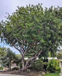 The carob tree is an evergreen tree which grows up to about 15 metres tall (50 feet). Tree Spotlight Carob Tree Canopy Canopy