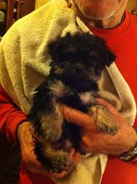 Akc registered cuddly, very loving, and smart. Yorkiepoo Puppies For Sale Merrillville In 182210