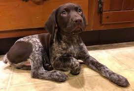 Use petfinder to find adoptable pets in your area. German Shorthaired Pointer Dog Breed Information And Pictures