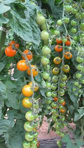 pruning tomato plants fact sheet