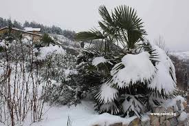 Palmi.bg is tracked by us since november, 2015. Plantfiles Pictures Trachycarpus Bulgarian Windmill Palm Chusan Palm Bulgaria Trachycarpus Fortunei By Achovd