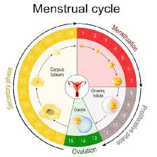 period ovulation calculator fertile