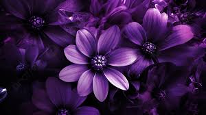 purple flowers wallpaper hd 1080p 552px