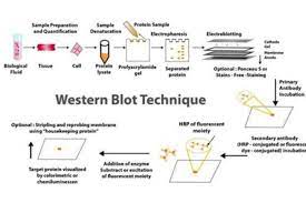western blot protocol in proteomics