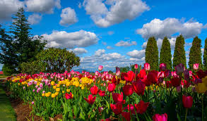 beautiful sky over tulip garden
