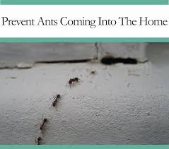 how can you prevent ants from coming