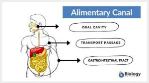 alimentary c definition and