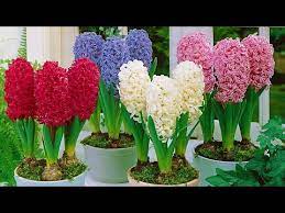 how to plant prepared hyacinths winter