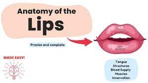anatomy of the lips short complete