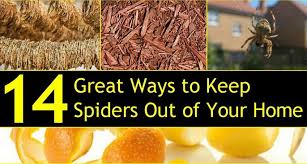 14 Great Ways To Keep Spiders Out Of