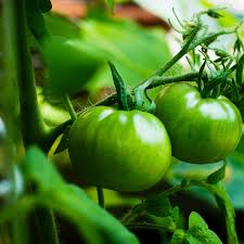 fertilizing tomato plants how to give