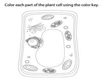 plant and cell worksheets