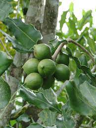 macadamia nut trees ing