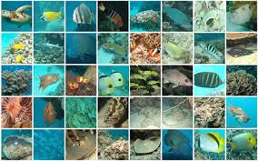 Image result for the great barrier reef facts