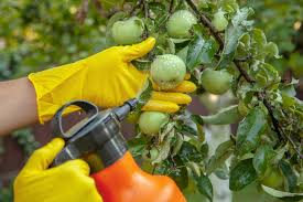 There's no need for harsh pesticides or chemicals just these simple tips to grow lots of fruit and vegetables! The Best Insecticides For Vegetable Gardens Bob Vila