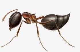 ant identification guide how to
