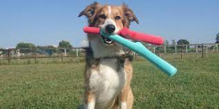 the best fetch toy for dogs