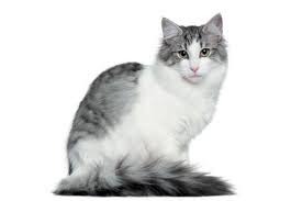 The norwegian forest cat also has a distinctive tail when compared to the maine coon. Meet The Magical Norwegian Forest Cat Catster
