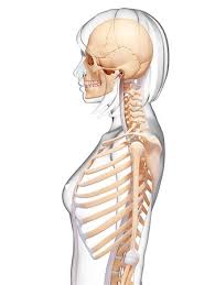 Ribs (ap oblique view) amanda er ◉ and vivian p ngo et al. Human Rib Cage Anatomy Human Body Anatomy