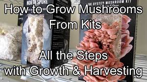 how to grow mushrooms from kits all