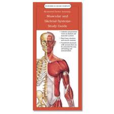 Anatomical Chart Companys Illustrated Pocket Anatomy Muscular And Skeletal Systems Study Guide Paperback