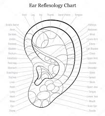 Reflexology Chart Ear Ear Reflexology Chart Outline