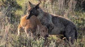 TOP WOLVES HUNTING BISON MOMENTS || Bison and Calf Battle Wolves - YouTube