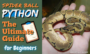 spider ball python the ultimate owner