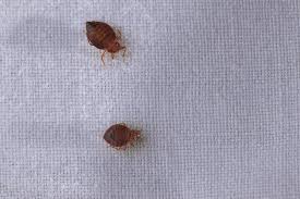 how do you clean pillows of bed bugs