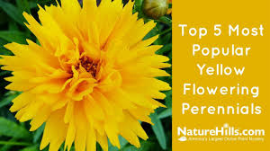 Yellow flowers are especially beautiful in floral displays. Top 5 Most Popular Yellow Flowering Perennials Naturehills Com Youtube