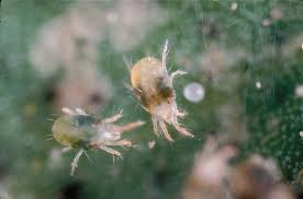 managing spider mites in nut orchards