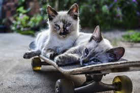 Two spotted kitten on a skateboard free image download