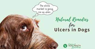 stomach ulcers in dogs symptoms