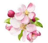 79,100+ Apple Blossom Stock Photos, Pictures & Royalty-Free ...