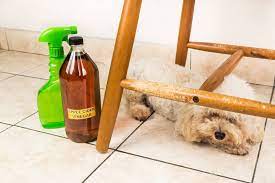 how to get rid of dog smell 10 best