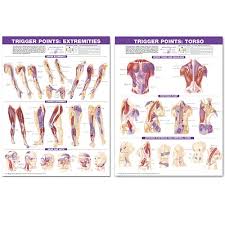Trigger Point Chart Set Torso Extremities 2nd Ed Paper