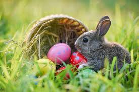 Why are Rabbits Associated with Easter ...