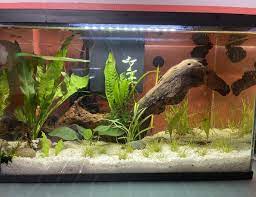 5 gallons fish tanks and aquariums