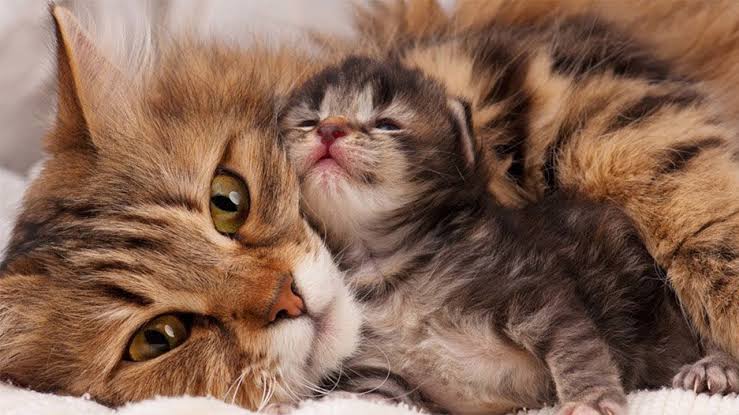 Image result for mom and baby kitten"