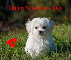 Best dog valentine's day gifts for dogs. Best Valentine Gifts For Dog Lovers Top Pet Gifts