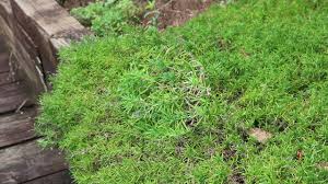 moss phlox phlox subulata plant