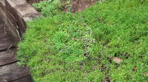 creeping phlox flowering moss